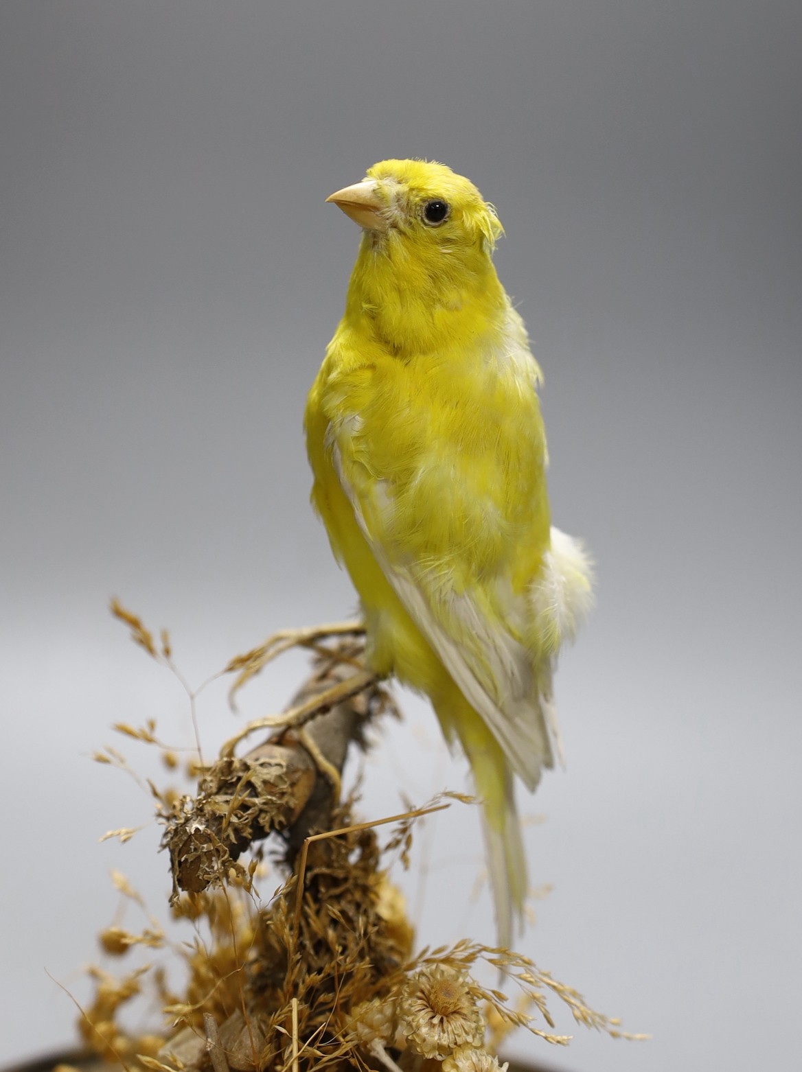 A taxidermy yellow Canary on stand, under a clear glass dome, 22cms high